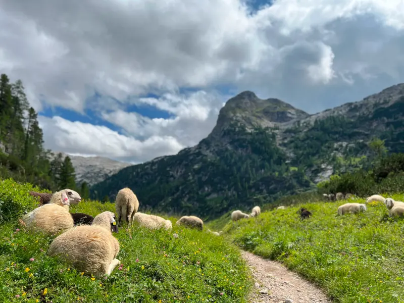 Auf dem Weg grasende Schafe mit Blick auf den Viehkogel
